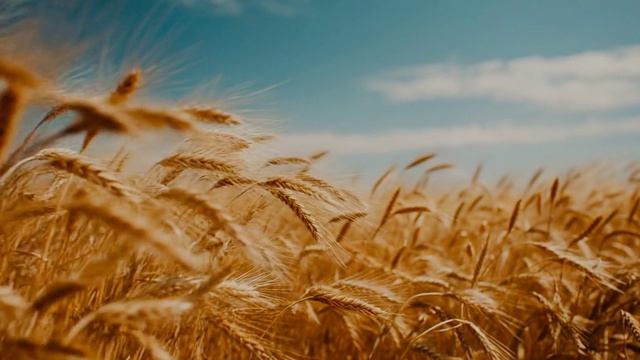 Video_268 Бессмертия у смерти не проси