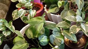 Эпипремнумы уход, укоренение черенков