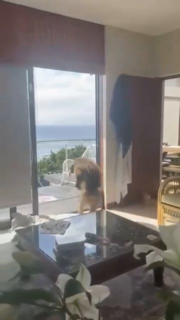 Бабуин воришка.