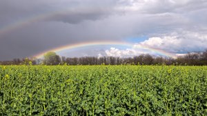 11/04/2026/ Рыбалка в новых местах, судак, дождь и красивая весенняя радуга.