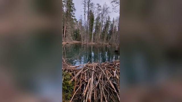 Плотина бобров в Алтайском заповеднике