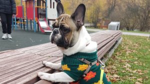 Прогулка с бульдогом: о философии и философах