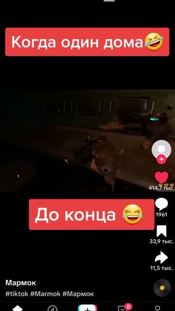 мармок и рататуй 🤣🤣🤣