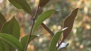 66 лет назад на Поляне Дружбы в Сочи появилось первое дерево