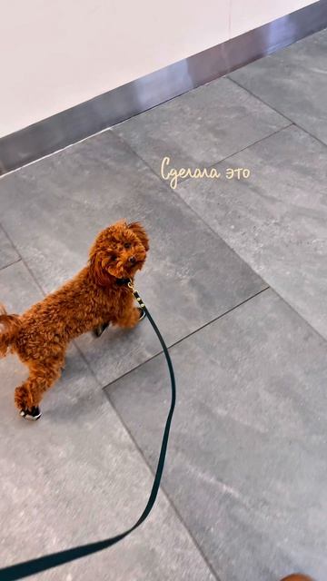 Как научила ходить в ботинках