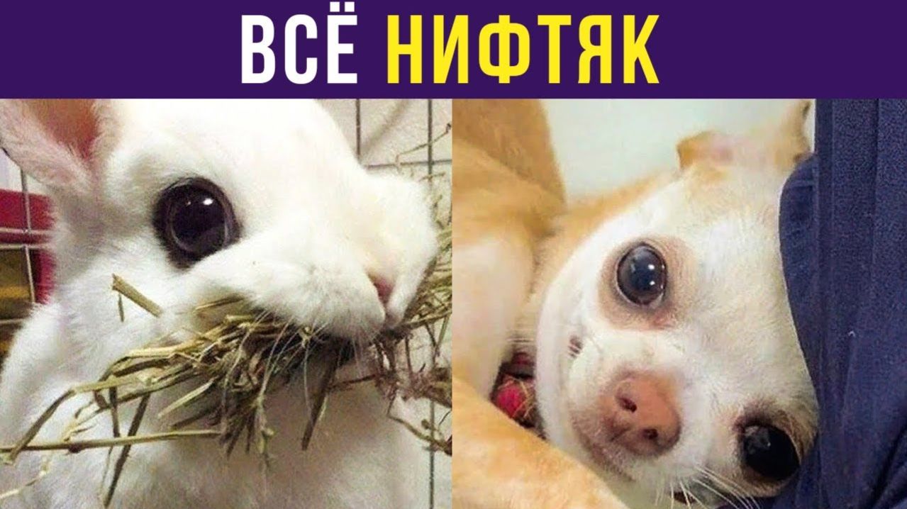 ВСЁ НИФТЯК) Приколы