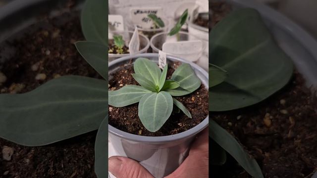 Посеяла огурцы ,цветы и то что собираюсь сеять.Полезное для дачи.