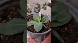 Посеяла огурцы ,цветы и то что собираюсь сеять.Полезное для дачи.