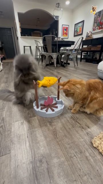 Кот и огурец, ну просто писец!😻Веселые котики. Коты хулиганы! #кот #хулиган #трюк #смех #short