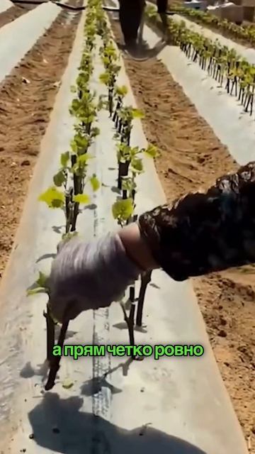 Правильная посадка винограда с самого начала влияет на силу куста и будущий урожай.