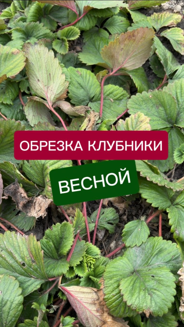 Уход за клубникой весной после зимы