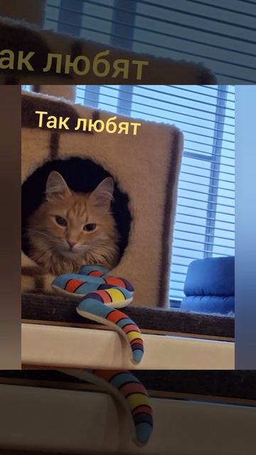 Почему коты так любят домики?