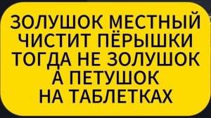 ДОМОСЕД ЗОЛУШОК