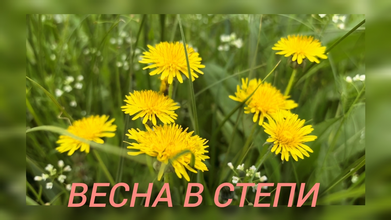 Апрель в Волжском. Ветреный день в степи✅