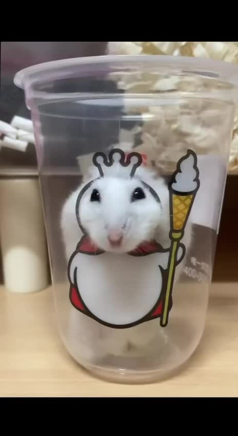 #животные #Милые #видео