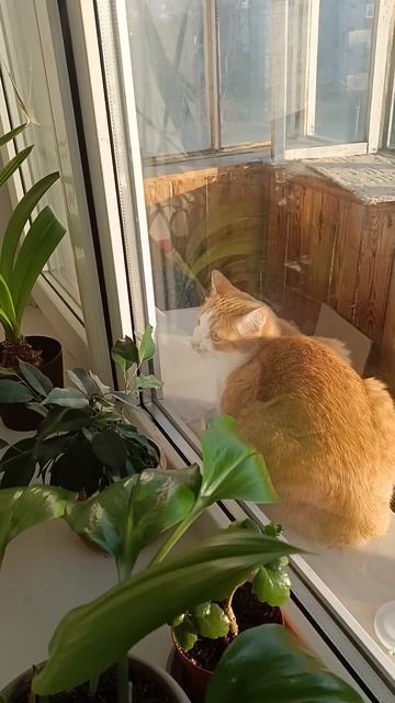 Рудольф чуть было не замёрз.