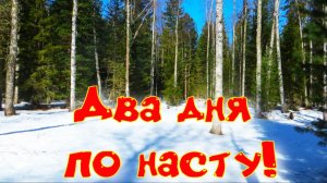 Два дня по настам разнёс соль дошёл до реки в поисках следов медведя Аркан натер лапы вернулись
