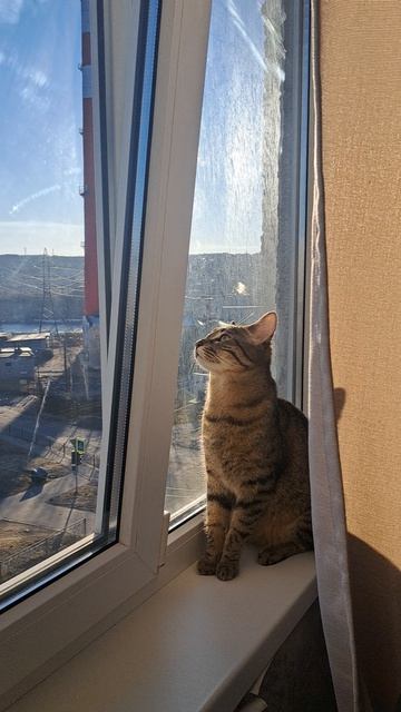 Кот хулиган