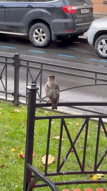 Птичка нам поёт 🤣Послушайте вместе с нами .Радуемся каждому дню.