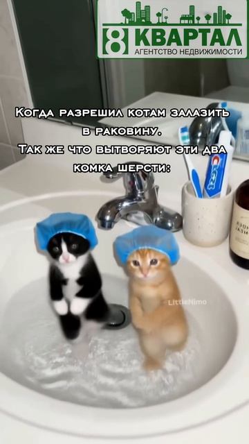Когда дал добро котам залазить в раковину🐈🔥