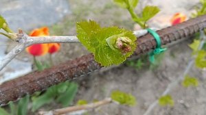 первая весенняя нормировка винограда побегами