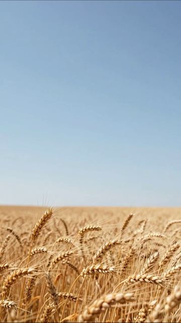 Золотистое поле пшеницы под ясным небом #пшеница #пейзаж #сельскоеХозяйство