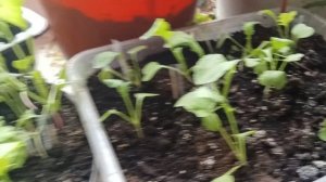 Весна. Как растет редиска. Выпал снег. Всем хорошего настроения, здоровья. Герань, Цветы