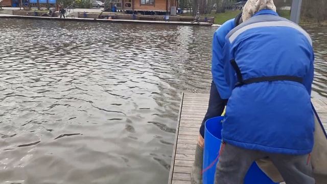 зарыблние 20.04