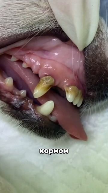 мы чистим зубки 3раза в неделю 👉 Зубной  пастой #WW289331
 Паста помогает убрать налёт, убивает бакт