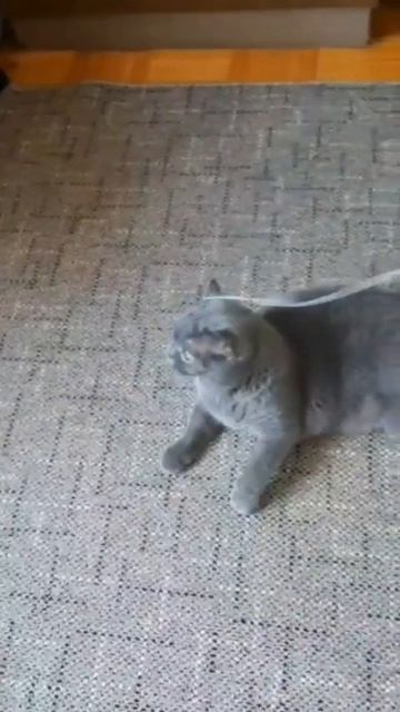 Стихи , котом.Читалочка.