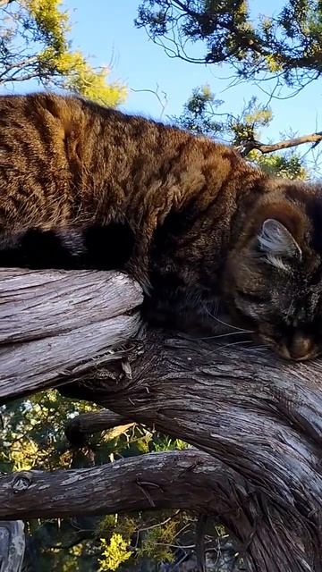 Спящий кот в можжевеловой роще. Апрель. Крым. Новый Свет.