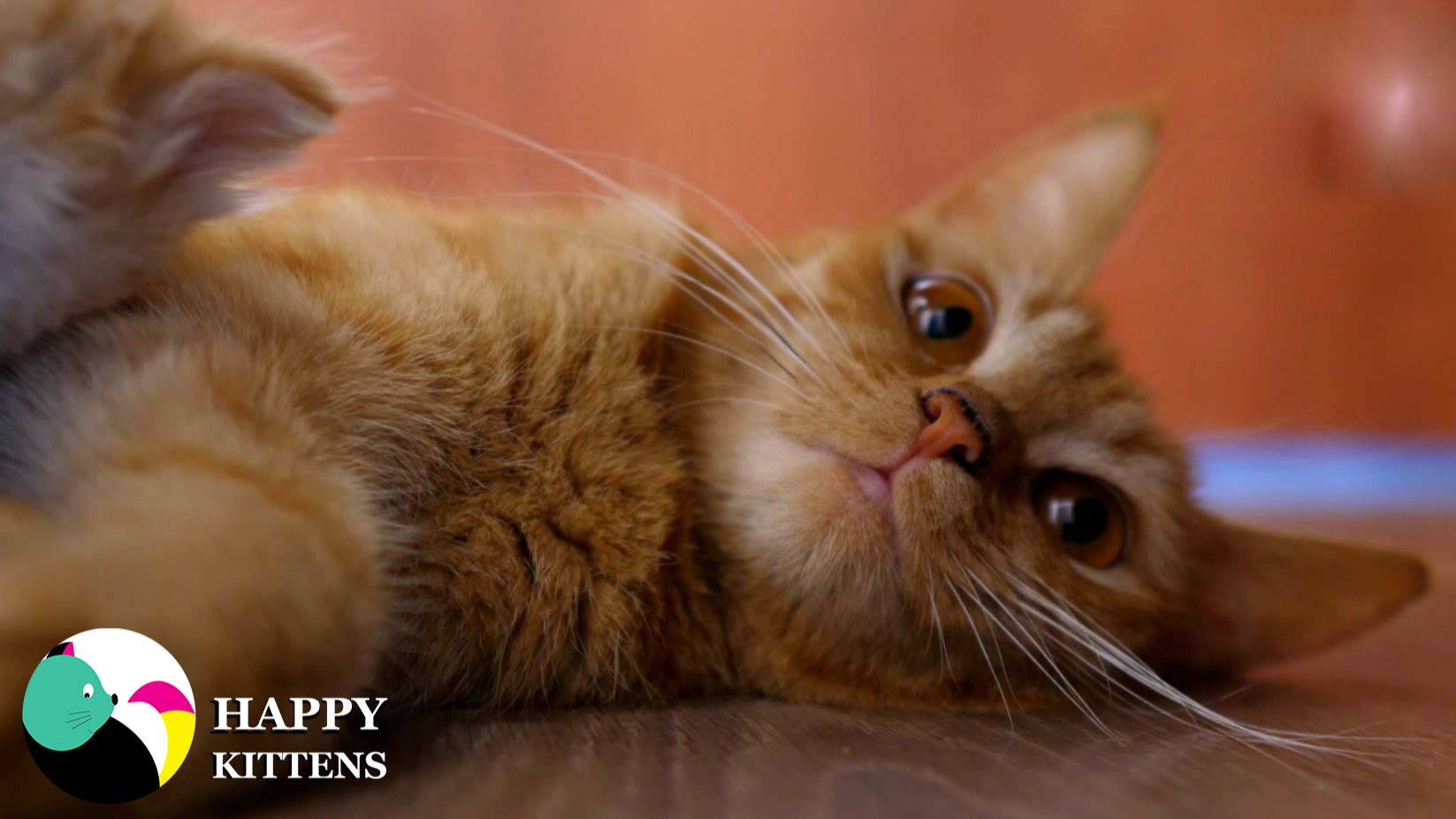 Котята и их мама живут весело: играют, мурлычут, спят в обнимку. Счастливая семья.