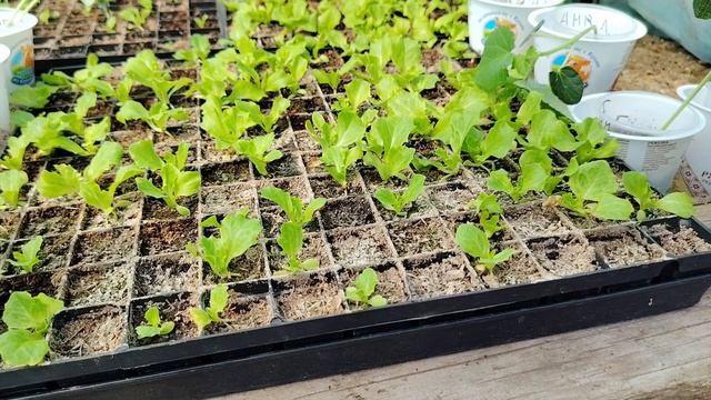 В ожидании дождя! Зацвели черешни, будет ли урожай? До монетизации, как до луны🚀🤣