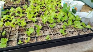 В ожидании дождя! Зацвели черешни, будет ли урожай? До монетизации, как до луны🚀🤣