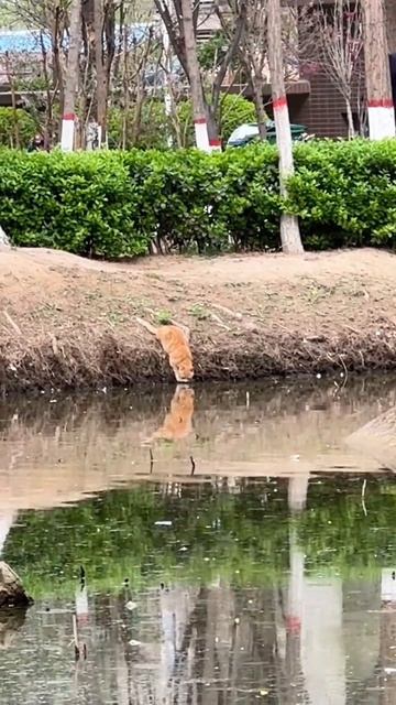 Не смог пройти мимо 🤣