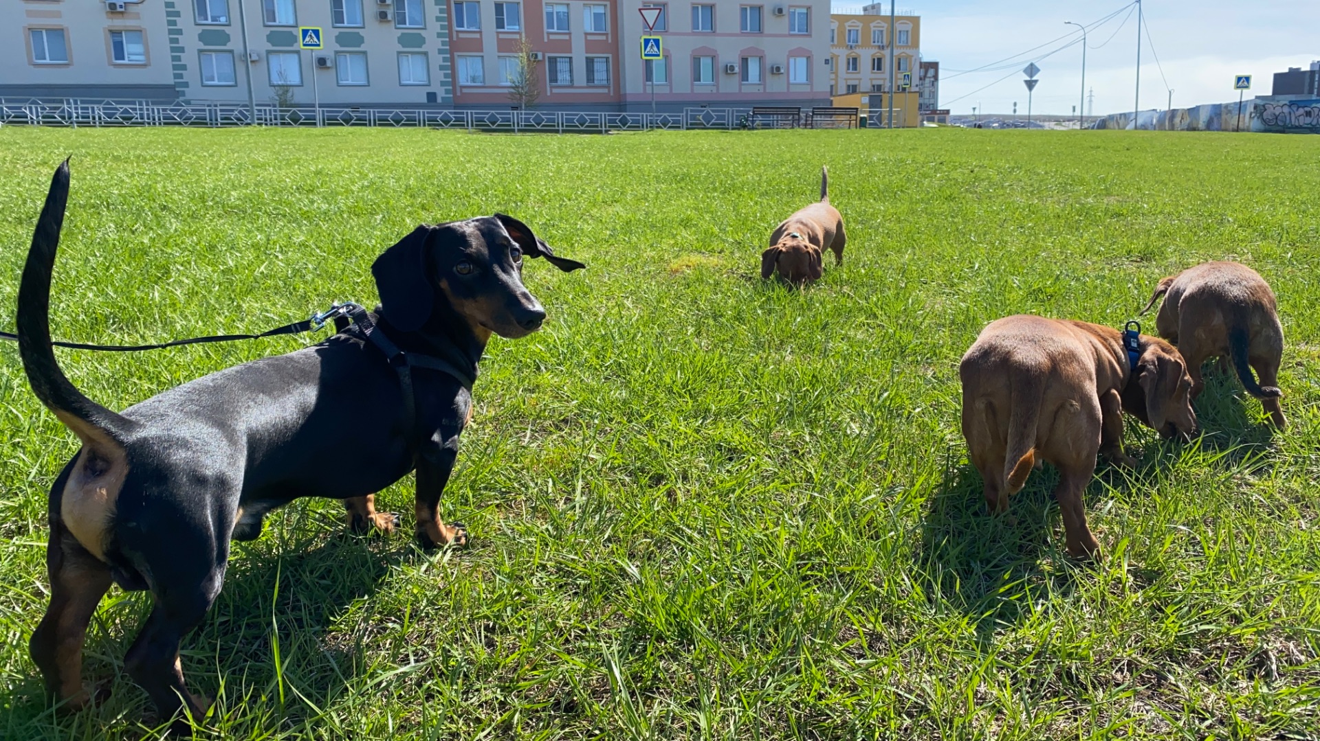 Таксы встретили жениха в Кошелев-Парке