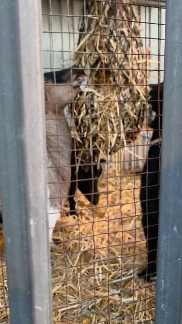 БАРАШИ КУШАЮТ 20-04-2026