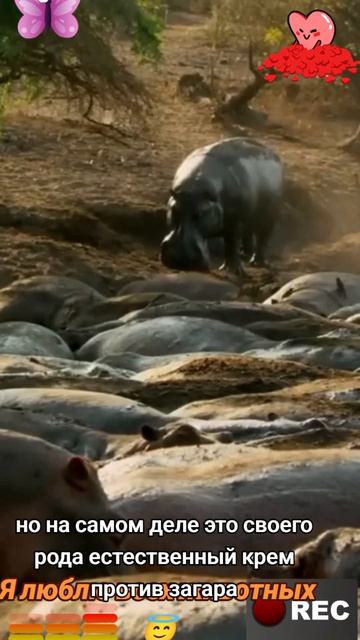 Животные приколы и не только😅