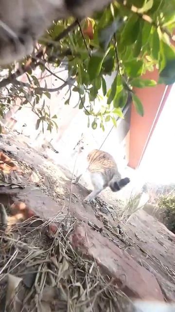 СМЕШНЫЕ КОТЫ 😺 2026 ЛУЧШИЕ ПРИКОЛЫ С КОТАМИ ,КОШКАМИ ,ЖИВОТНЫЕ,СМЕШНЫЕ ВИДЕО