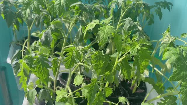 Часть рассады переношу на балкон.