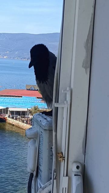 Прилетела разговорчивая ворона)