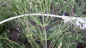 Хвощь полевой