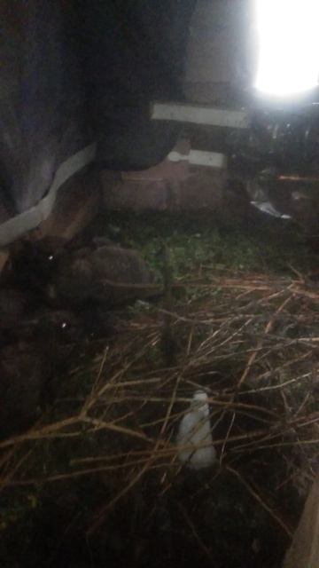 Крольчата на 6 день часть 2