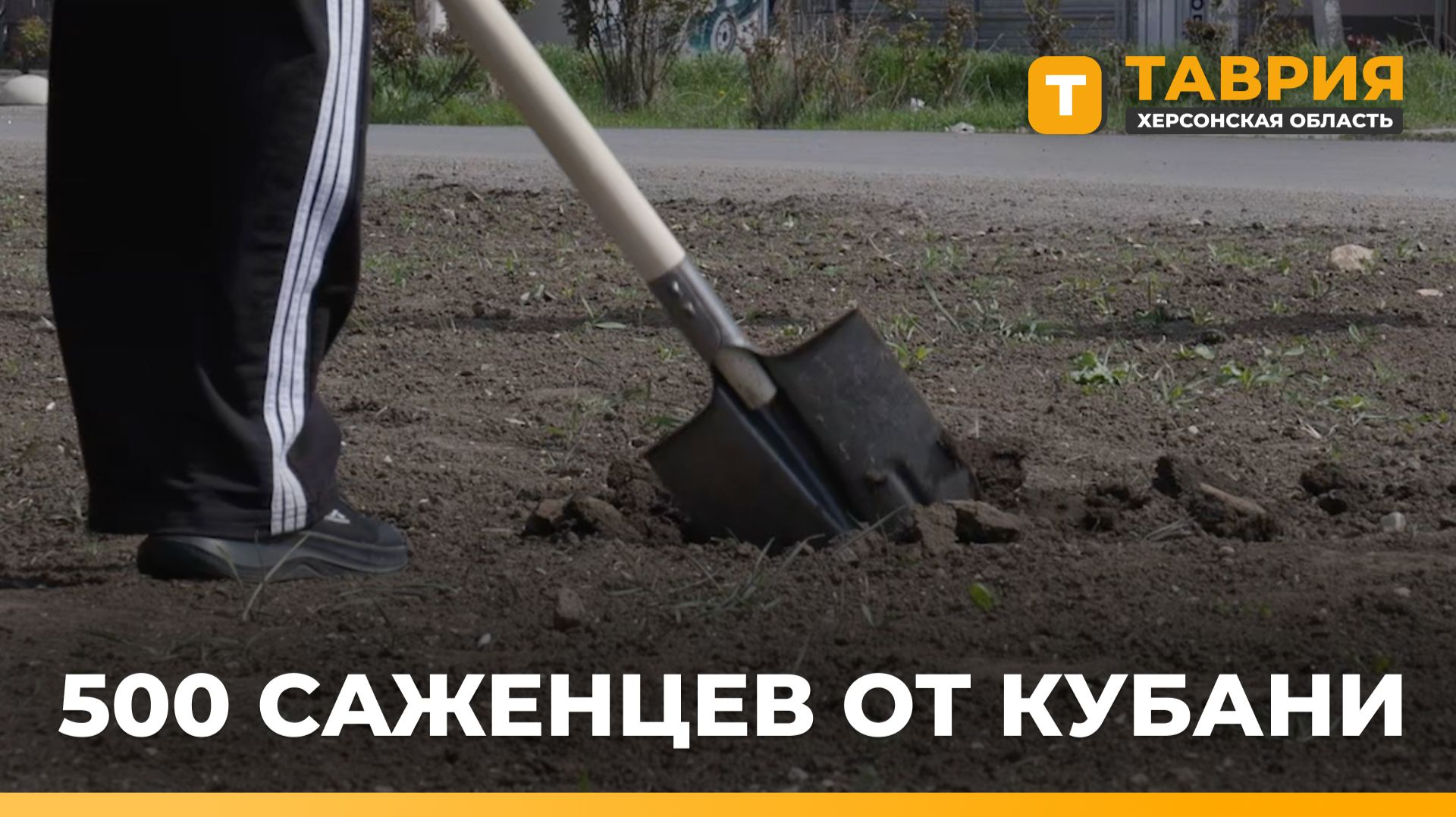 Абинский район Краснодарского края передал Новоалексеевке 500 саженцев яблонь и лип