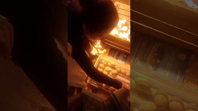 21 день как яица в инкубатор. Достаём цыплят.