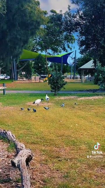 Птицы просыпаются, когда встает солнце ☀️И самолеты тоже! Всем хорошего дня!