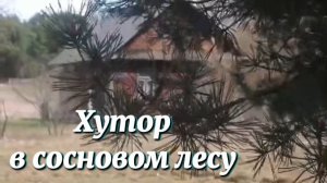Хутор в сосновом лесу. Год искали и кажется нашли