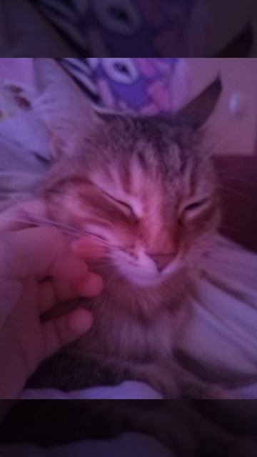 это моя кошка