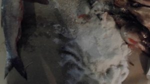 Как засолить Жереха Окуня