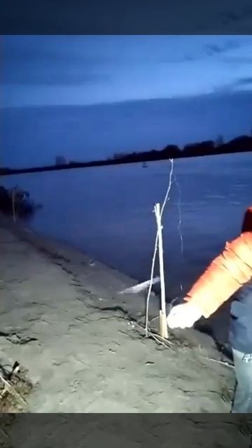 Поймал царского судака на донку на живца!.